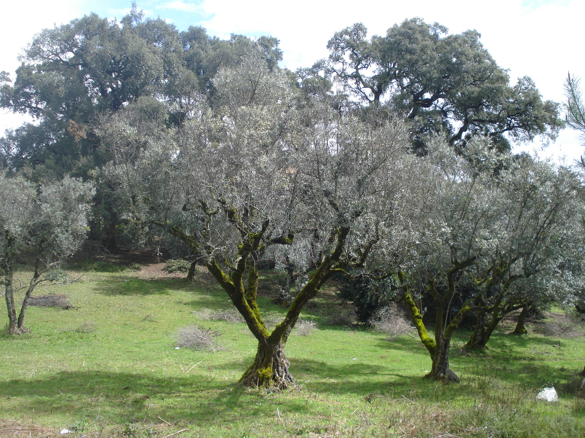 Residências Assistidas em Valinhos